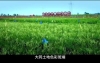 “中国黄花之乡”山西大同推出《萱草正青》MV