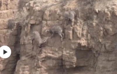 摄影爱好者拍摄到岩羊在崖壁决斗画面